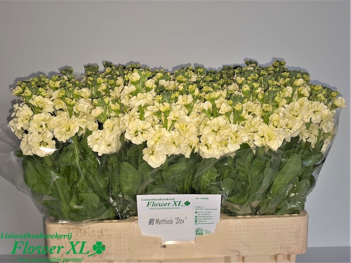 <h4>MATTH STOX YELLOW</h4>