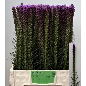 LIATRIS SPICATA