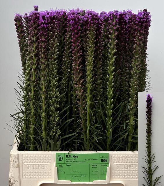 <h4>LIATRIS SPICATA</h4>