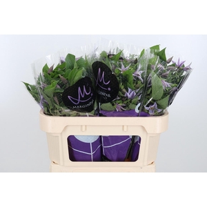 Clem Star River Lavendel