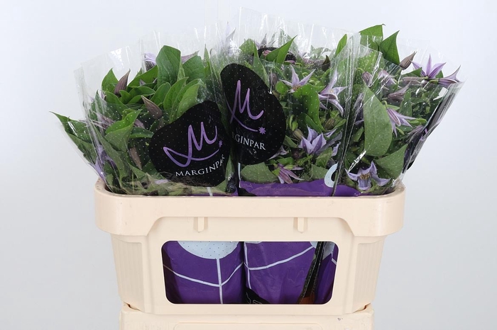 <h4>Clem Star River Lavendel</h4>