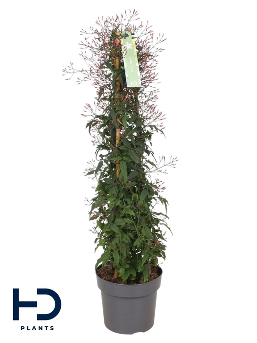 <h4>Jasminum polyanthum</h4>