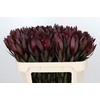 Leucadendron Saf Sunset Dark Red