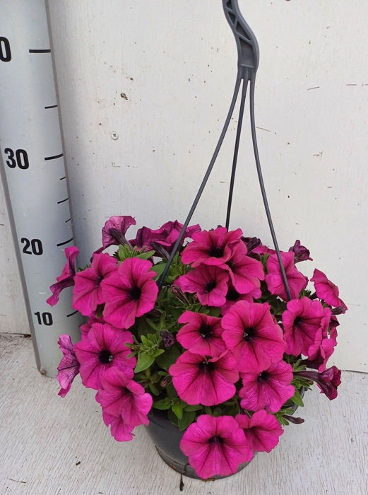 <h4>PET GO!TUNIA PURPLE</h4>