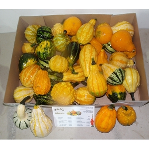 CUCURBITA MAYA MIX