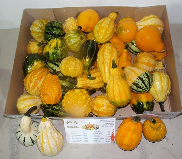 <h4>CUCURBITA MAYA MIX</h4>