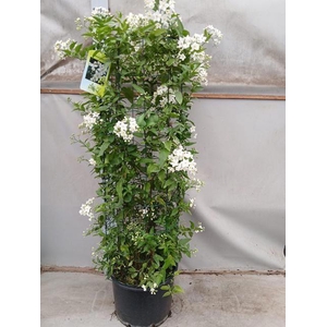 SOLANUM JASMINOIDES
