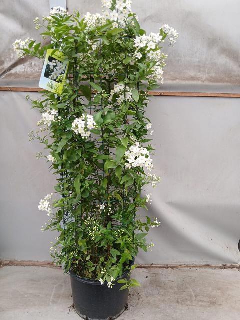 <h4>SOLANUM JASMINOIDES</h4>