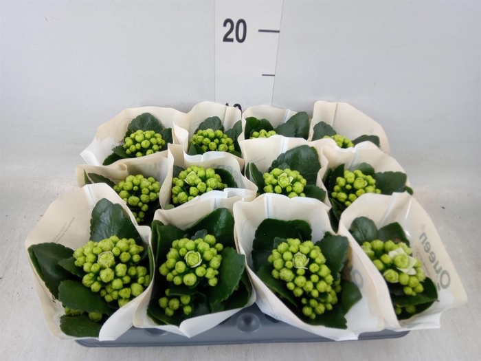 <h4>Kalanchoe  'MoreFlow Paris'</h4>