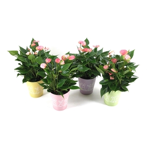 Anthurium Flamingo Pink 12cm in zinken paaspotje