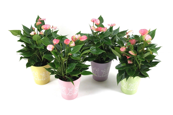 <h4>Anthurium Flamingo Pink 12cm in zinken paaspotje</h4>