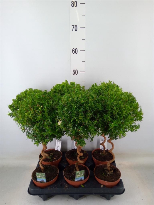 <h4>Myrtus communis</h4>