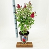 Buddleja Butterfly Candy Little Rub