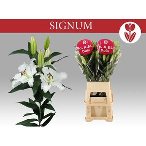 LI OR SIGNUM