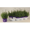 Lavandula angustifolia Essence Pur