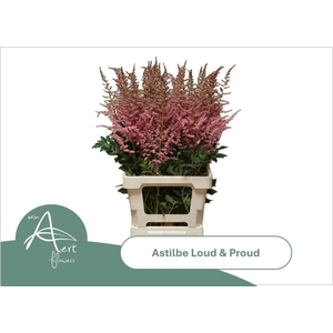 Astilbe Loud N Proud