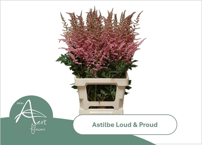 <h4>Astilbe Loud N Proud</h4>