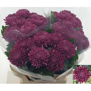 CHR G BIGOUDI PURPLE 120 GR.