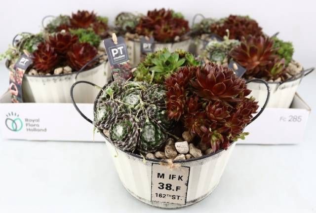 <h4>ARR SEMPERVIVUM</h4>