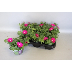 Petunia Sanguna Hot Rose