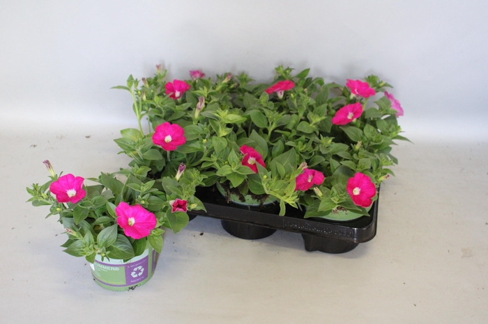 <h4>Petunia Sanguna Hot Rose</h4>