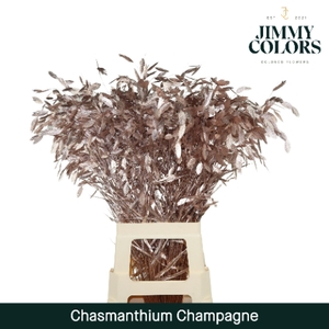 Chasmanthium L70 Mtlc. Champagne