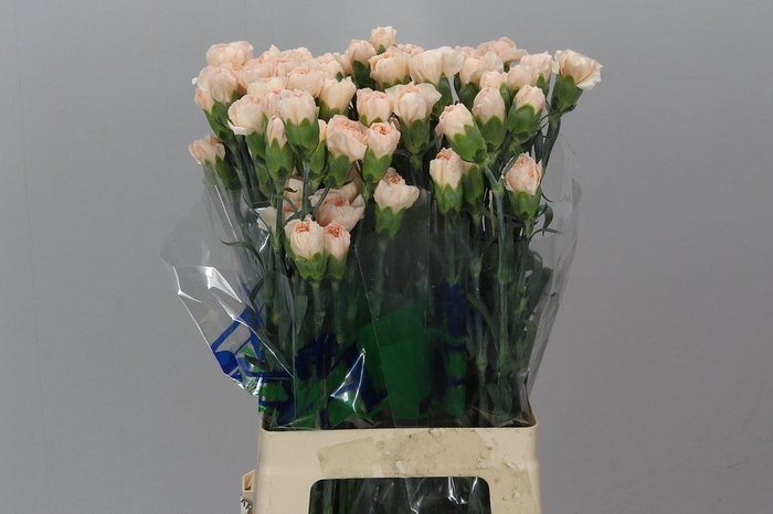 <h4>Di. St Epoca Box</h4>