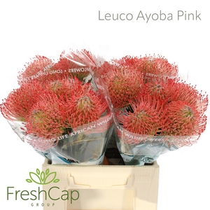 Leuco Ayoba Pink