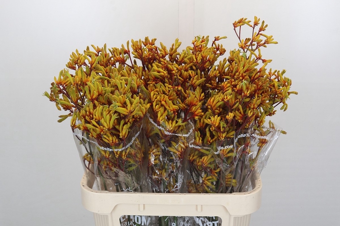 <h4>Kangaroo Paw Gold Fever</h4>