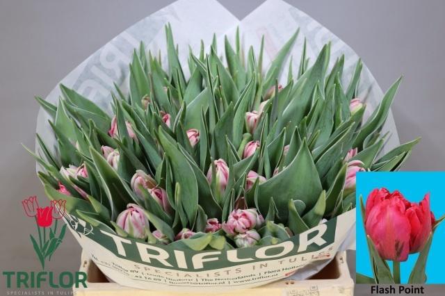 <h4>TU DU FLASH POINT</h4>