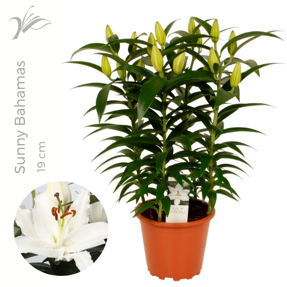 <h4>Lilium Sunny Bahamas 19 cm (or. lelie)</h4>