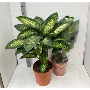DIEFF SE TROPIC SNOW