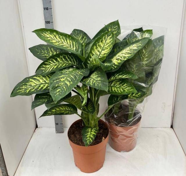 <h4>DIEFF SE TROPIC SNOW</h4>