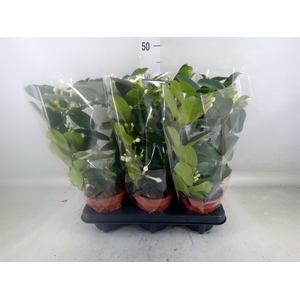 Stephanotis floribunda   ...