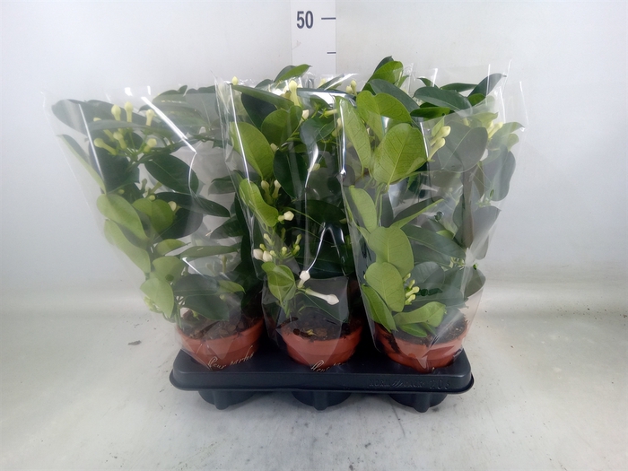 <h4>Stephanotis floribunda   ...</h4>