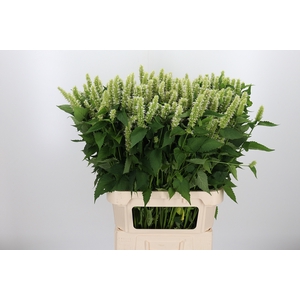 Agastache Wit