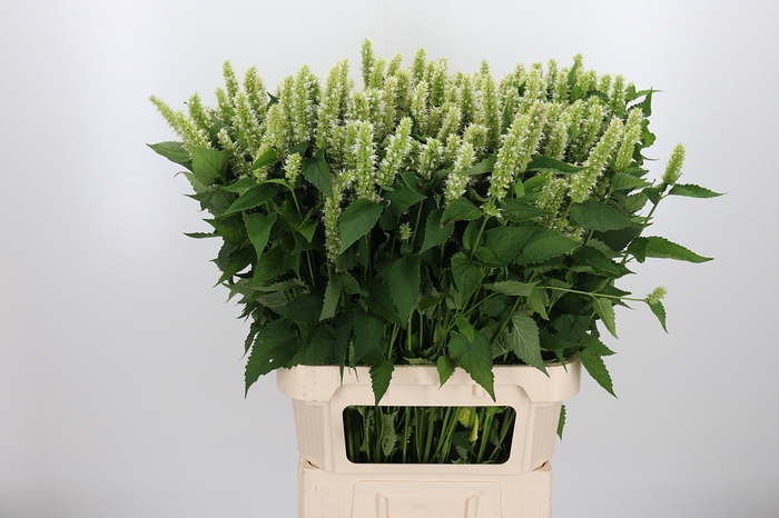 <h4>Agastache Wit</h4>