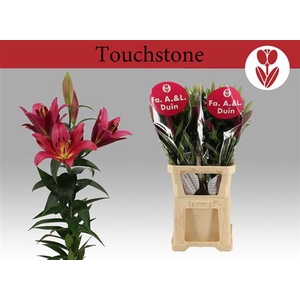 Li Ot Touchstone 6+