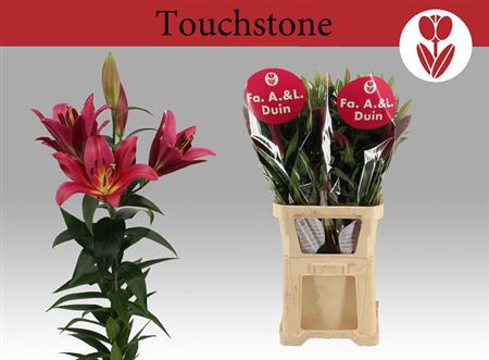 <h4>Li Ot Touchstone 6+</h4>