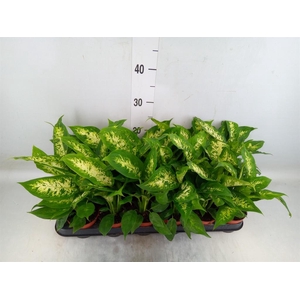 Dieffenbachia  'Compacta'