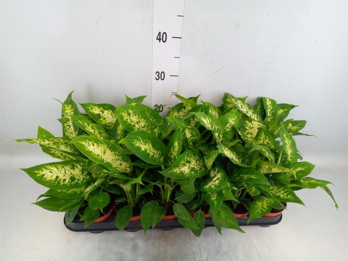 <h4>Dieffenbachia  'Compacta'</h4>