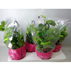 Epipremnum pinn. 'Global Green'