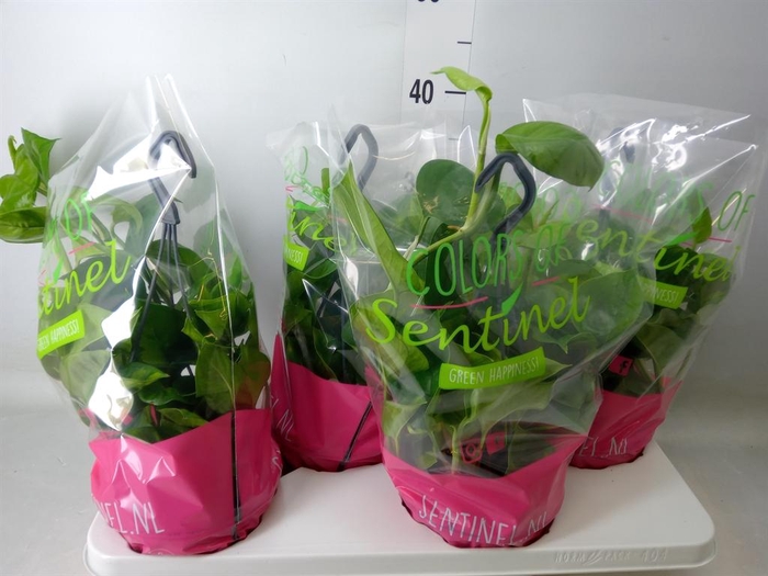 <h4>Epipremnum pinn. 'Global Green'</h4>