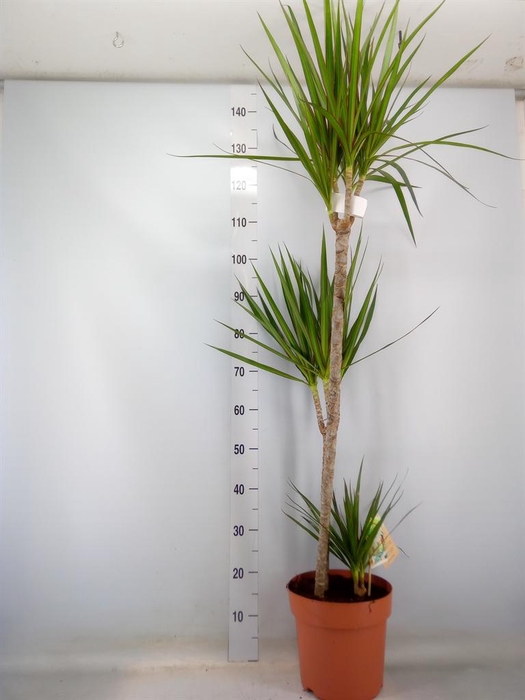 <h4>Dracaena marg.</h4>