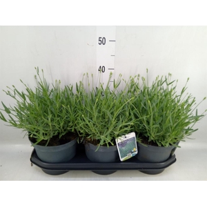 Lavandula angus. 'Essence Pure'