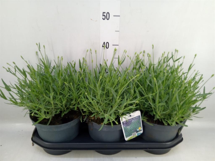 <h4>Lavandula angus. 'Essence Pure'</h4>