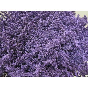 Solidago Paars