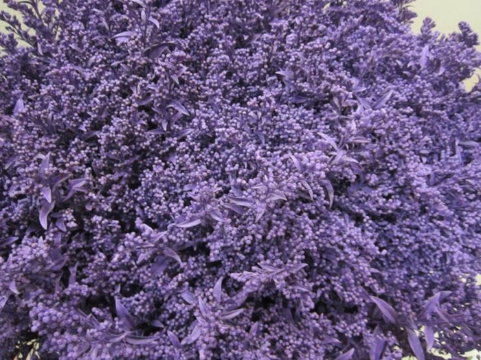 <h4>Solidago Paars</h4>