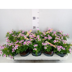 Catharanthus ros. 'Soiree lgh Pink'