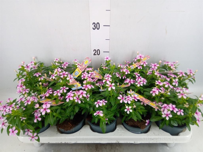<h4>Catharanthus ros. 'Soiree lgh Pink'</h4>